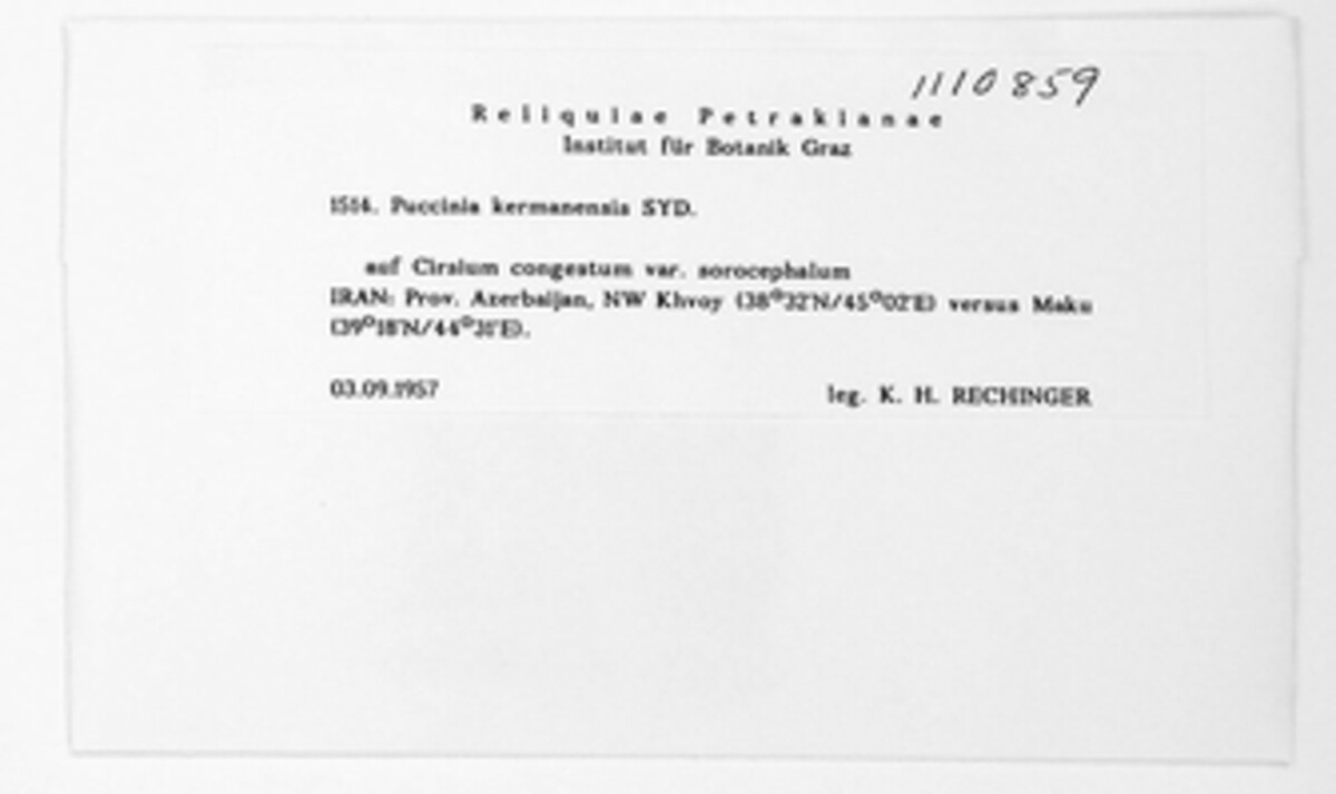 Puccinia kermanensis image